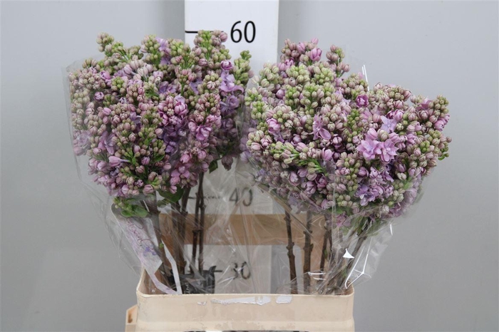 <h4>Syr V Michel Buchner 2+</h4>