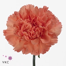 <h4>Dianthus st tamarind</h4>