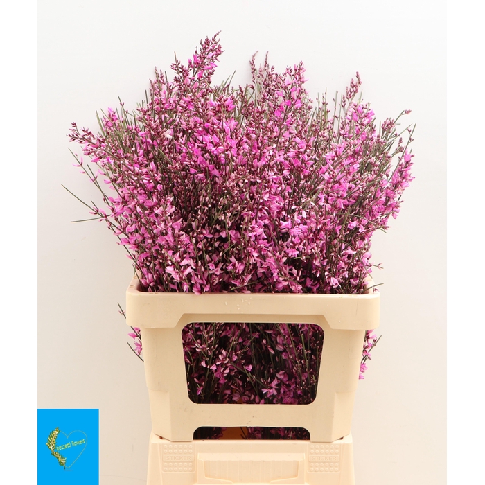 <h4>GENISTA KLB BS H%</h4>