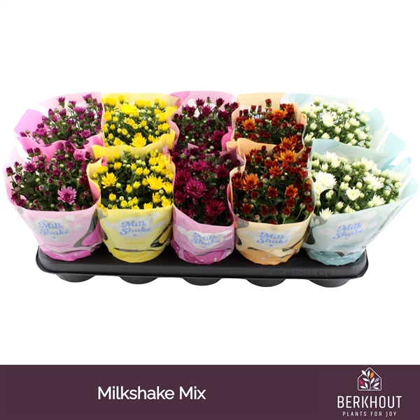 <h4>Chrysant Milkshake mix</h4>