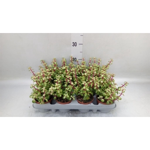 Portulacaria afra 'Variegata'