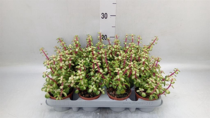 <h4>Portulacaria afra 'Variegata'</h4>
