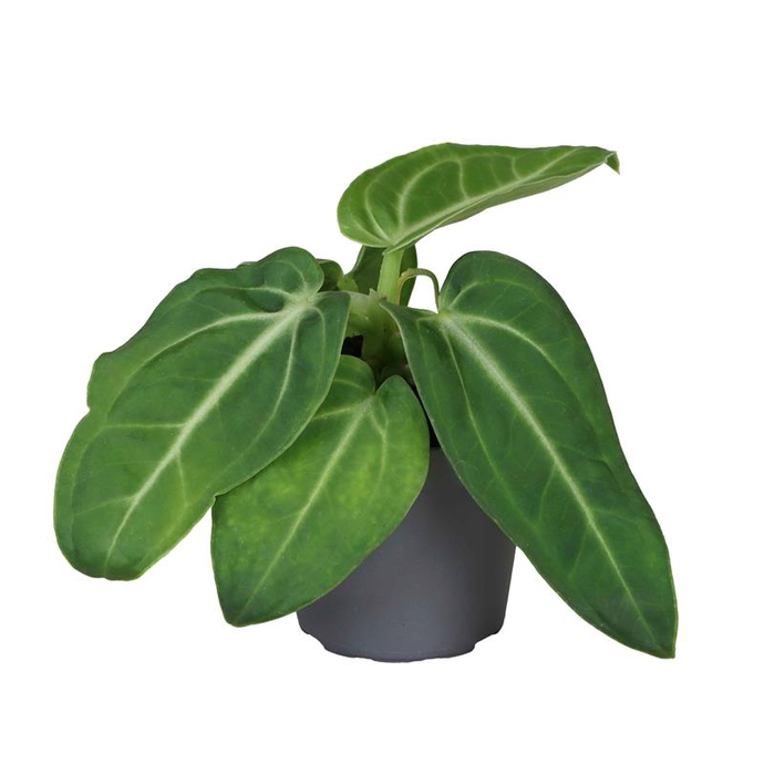 <h4>ANTHURIUM ANDRAEANUM-HYBRID P12 VILLEN</h4>