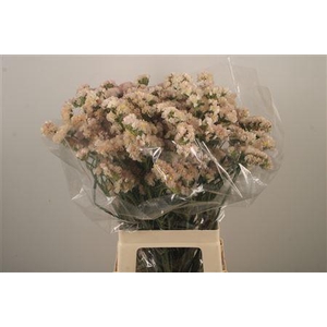 Lim S Apricot Sun Birds