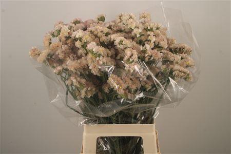 <h4>Lim S Apricot Sun Birds</h4>