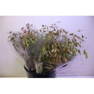 Chasmanth Latifolium X10