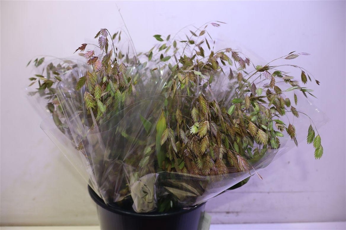 <h4>Chasmanth Latifolium X10</h4>