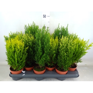 Conifers   ...mix