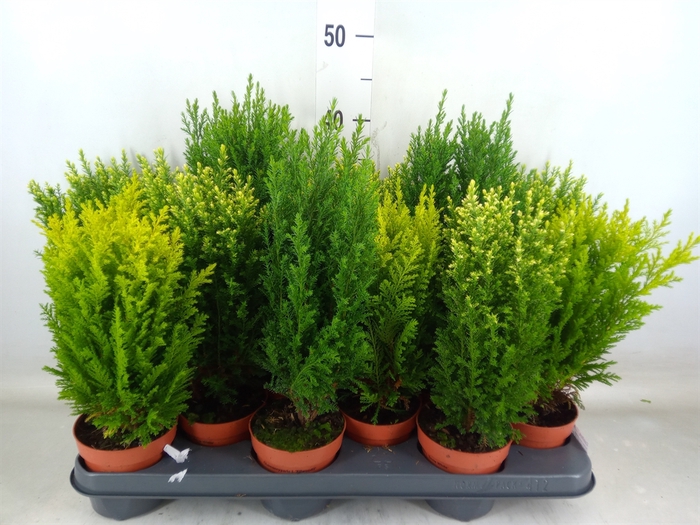 <h4>Conifers   ...mix</h4>