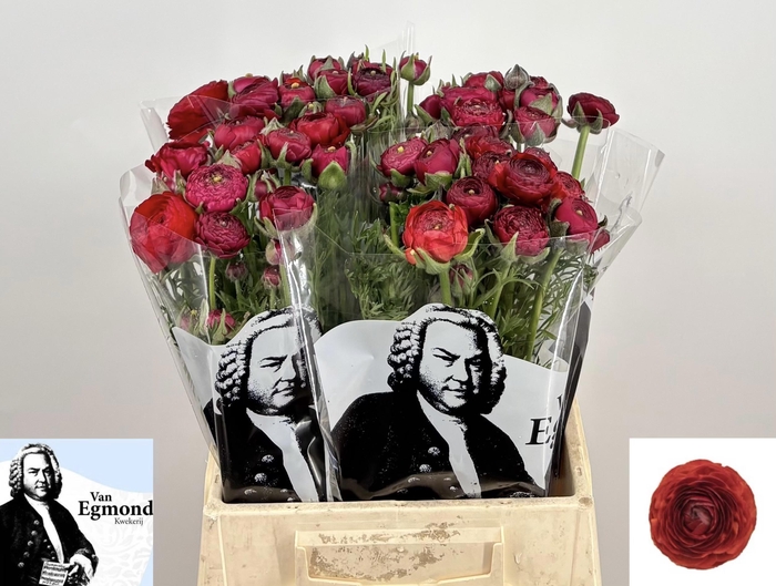 <h4>RAN AAZUR RED</h4>