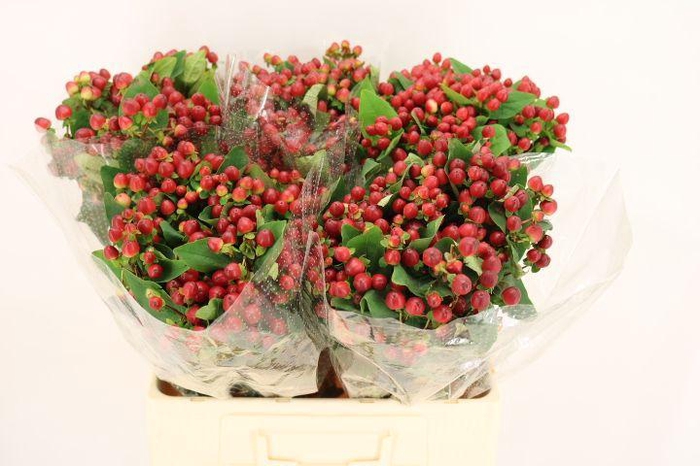 <h4>HYP MAG LIGHTNING</h4>