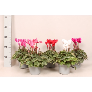 Cyclamen Super Serie XL Divers