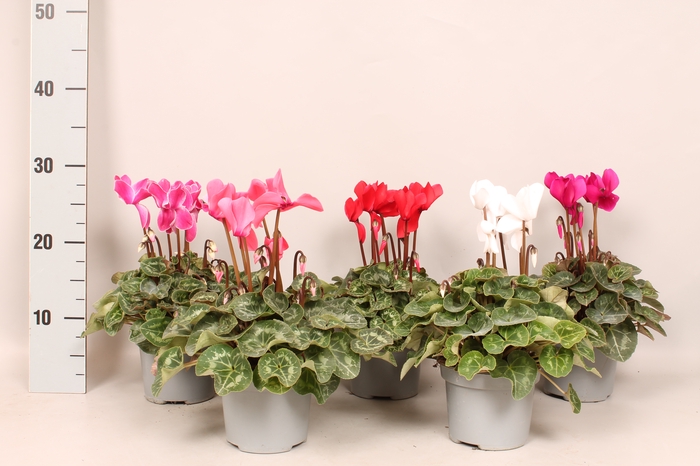 Cyclamen Super Serie XL Divers