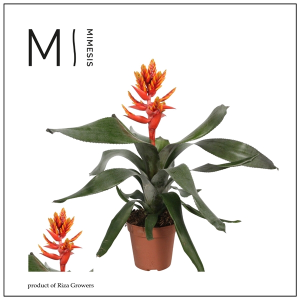 <h4>Aechmea Pepita Elegant Flames - 12cm | Mimesis</h4>