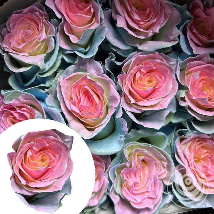 <h4>R Eq Painted Jellyfish</h4>