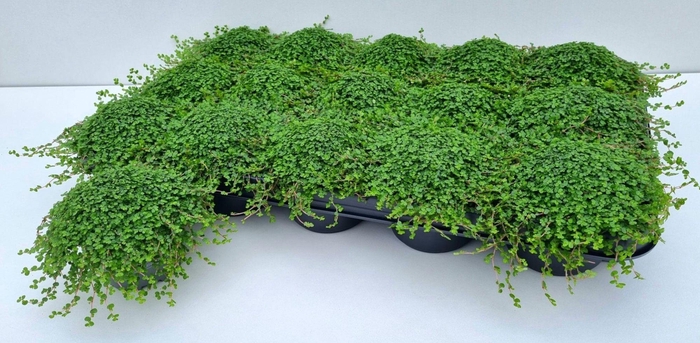 <h4>SOLEI SOL GREEN</h4>
