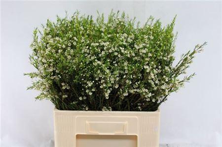 <h4>Chame Un Luna</h4>