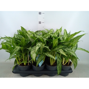 Aglaonema comm. 'Silver Queen'