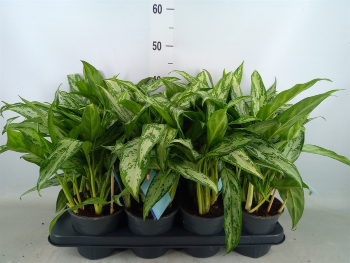 <h4>Aglaonema comm. 'Silver Queen'</h4>