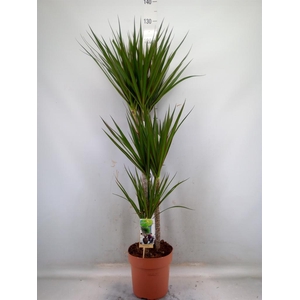 Dracaena marg.
