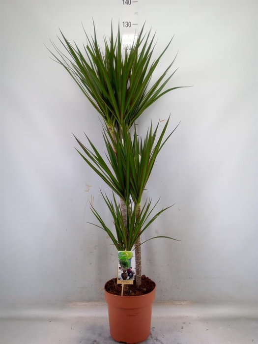 <h4>Dracaena marg.</h4>
