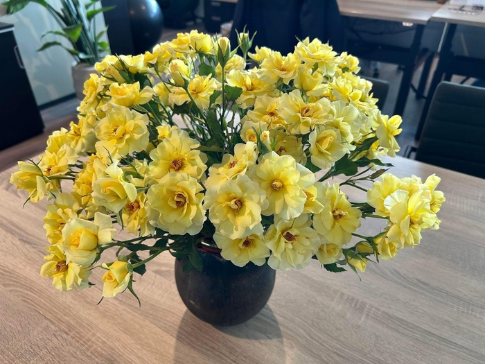 <h4>Rosa Spray Parfum Hill</h4>