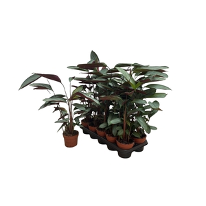 CTENANTHE OV