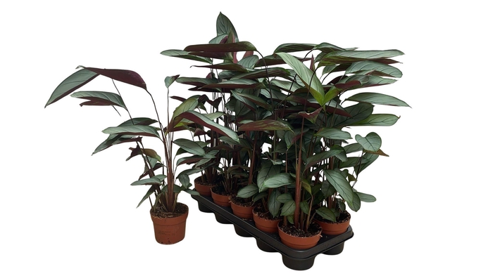 CTENANTHE OV