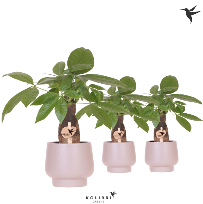 <h4>Kolibri Greens Pachira in Scandic pot taupe</h4>