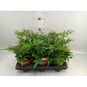Doryopteris pedata
