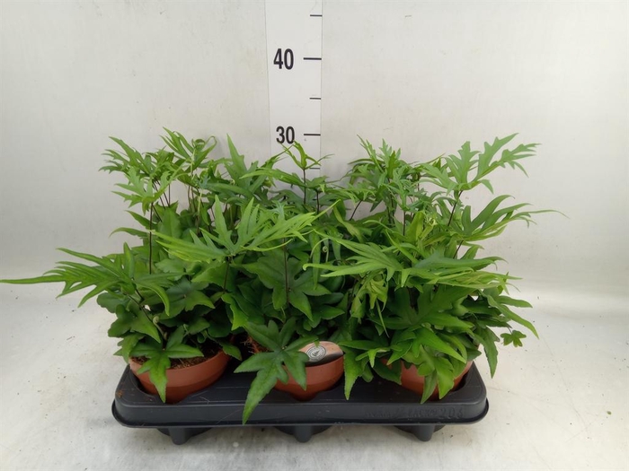 <h4>Doryopteris pedata</h4>