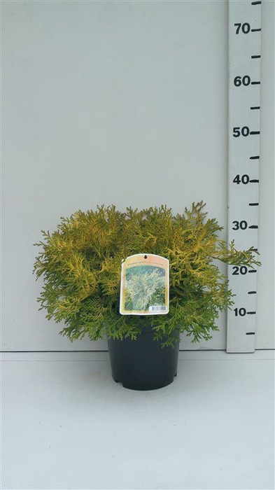 Chamaecyparis obtusa