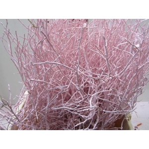 Heidelbeer Licht Rose