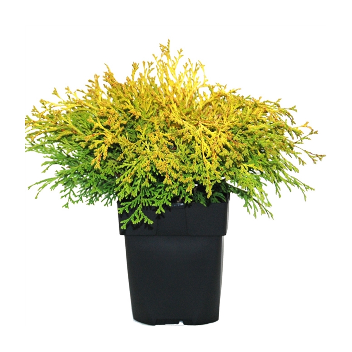 <h4>Chamaecyparis obtusa 'Kamarachiba' P17</h4>