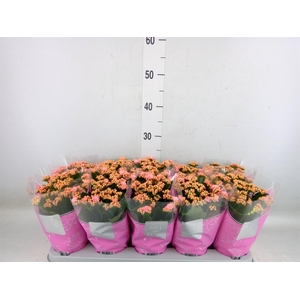 Kalanchoe blos. 'Perfecta Pink'
