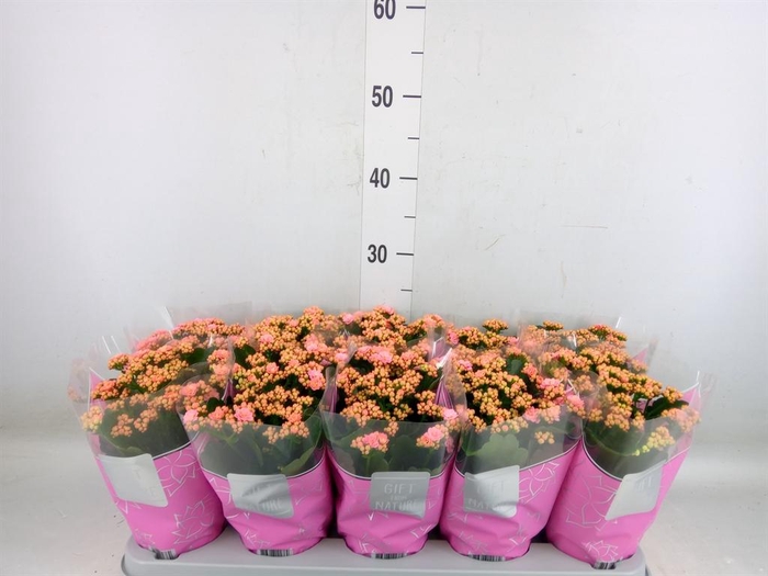 <h4>Kalanchoe blos. 'Perfecta Pink'</h4>