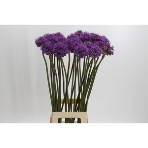 Allium Dark Knight