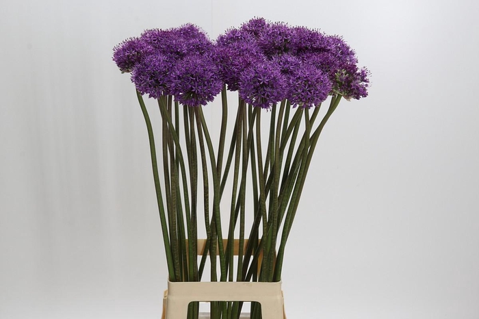 <h4>Allium Dark Knight</h4>