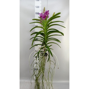 Vanda hybrids
