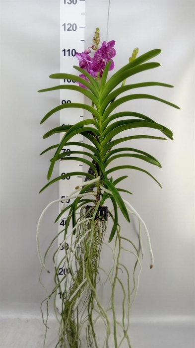 <h4>Vanda hybrids</h4>