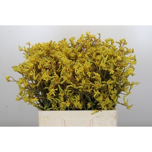 Anigozanthos Bush Down