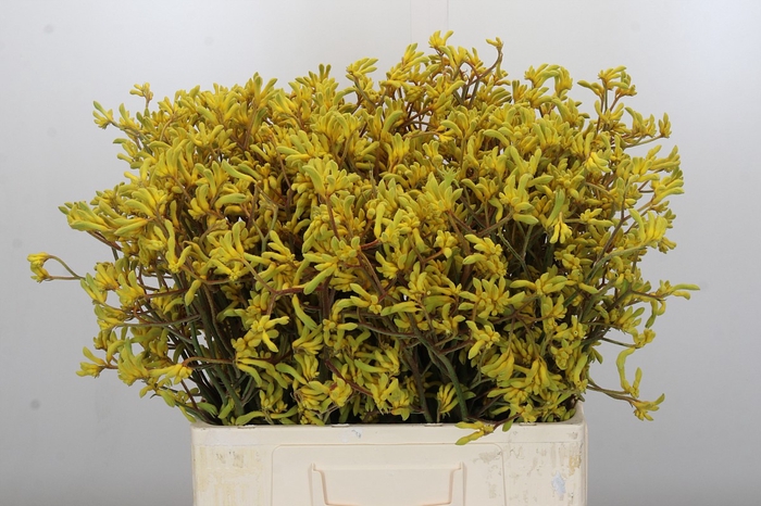 <h4>Anigozanthos Bush Down</h4>