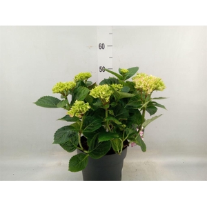 Hydrangea mac. 'Early Blue'