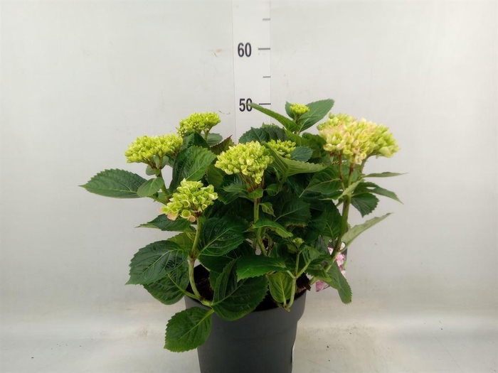 <h4>Hydrangea mac. 'Early Blue'</h4>