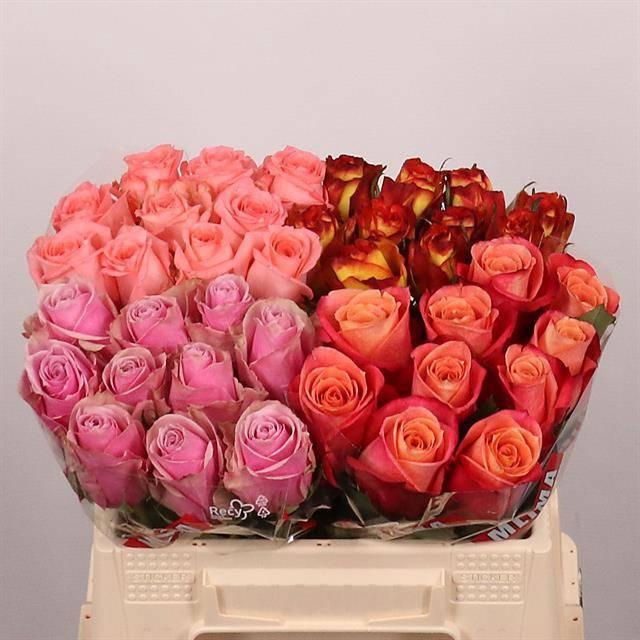 <h4>R GR GEM IN FUST</h4>