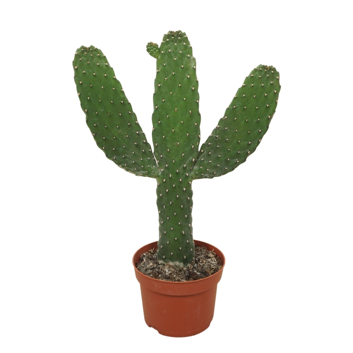 <h4>Opuntia consulea 13 cm</h4>