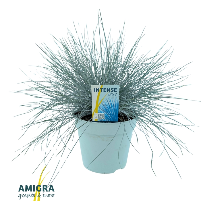 <h4>Festuca glauca Intense Blue®</h4>