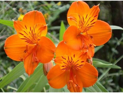 <h4>ALSTR ORANGE</h4>