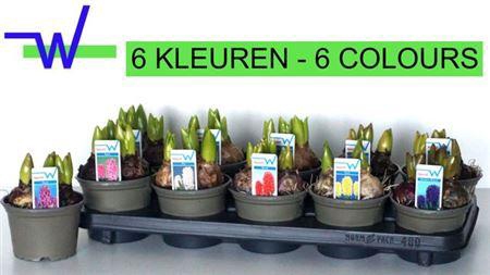 <h4>Hyacin Gem 6 Kl</h4>