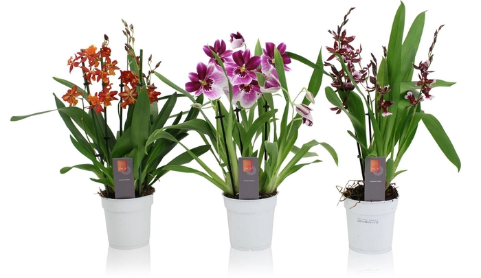 <h4>Inca Orchid mix 4-5 spike</h4>